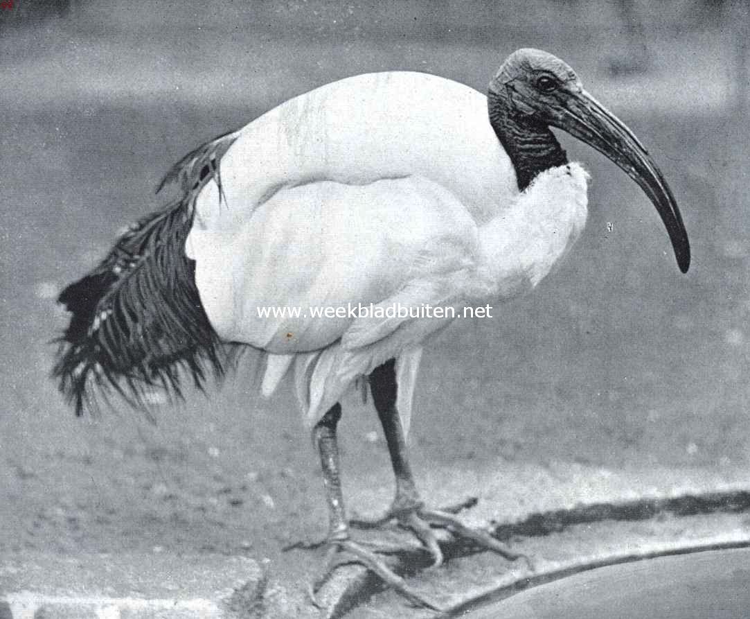 Van den heiligen ibis en zijn naaste verwanten. De heilige ibis (Ibis Aethiopica of Ibis Religiosa)