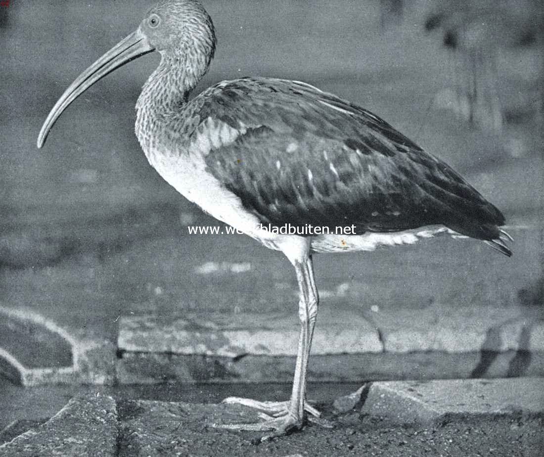 Van den heiligen ibis en zijn naaste verwanten. De gewone ibis (Ibis Falcinellus L.)
