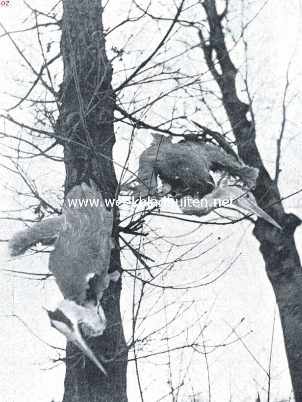 Slachtoffers van den winter. Doodgevroren reigers
