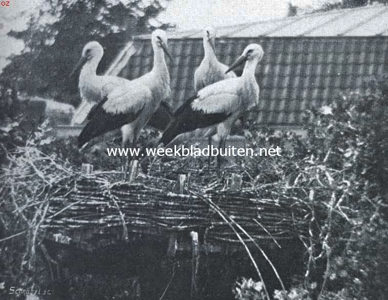 Adebar. Jonge ooievaars op een nest in de stad