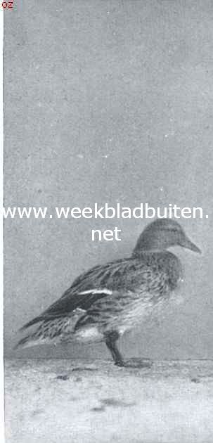 De tamme eendenrassen. Graauw kwakereendje. 1e pr. Avicultura. Eigendom van J.H. van Vliet, Oudshoorn