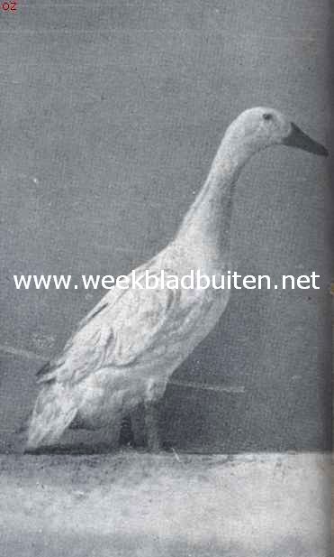 De tamme eendenrassen. Witte Indische loopeend (woerd). 1e pr. Avicultura 1917. Eigendom van Hoenderpark 