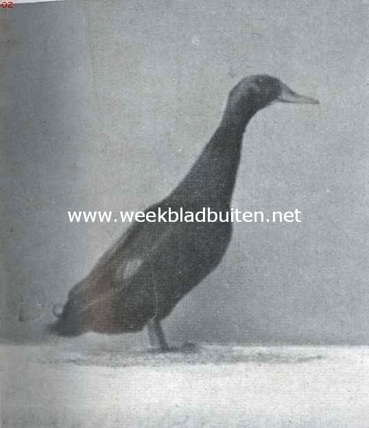 De tamme eendenrassen. Zwarte Indische loopeend (woerd). 1e pr. Avicultura 1917. Eigendom van Hoenderpark 