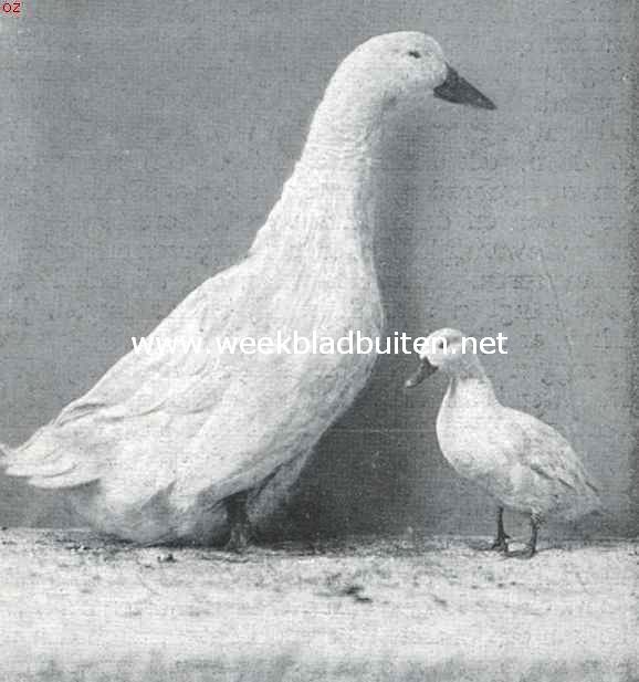 De tamme eendenrassen. Witte Pekingwoerd en kwaker-woerdje. Een Reus en een Dwerg onder de eerste prijswinners op Avicultura 1917