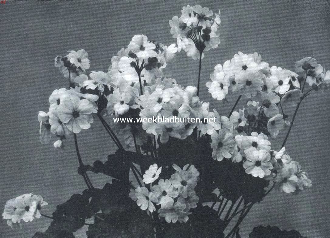 Een prachtige winterbloeister. Primula Obconica Grandiflora (Primula Arendsii)