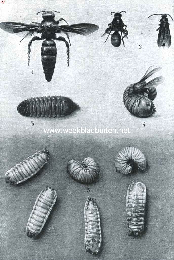 De dubbelgestreepte dolkwesp. 1. Tuin-dolkwesp (Scolia hortorum). 2. Dubbelgestreepte dolkwesp. 3. Larve der cetonia, zich op den rug voortbewegend. 4. De dubbelgestreepte dolkwesp, bezig de larve der cetonia te verlammen. 5. Cetonia-larven op den rug, met de pooten omhoog; twee hebben zich opgerold en den ruststand aangenomen
