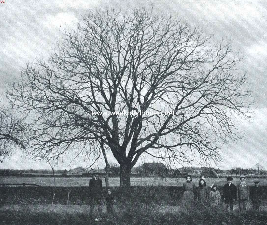 Een slachtoffer van de tijdsomstandigheden. Tachtigjarige notenboom te Drempt bij Doesburg, ondanks request aan den minister van oorlog dezer dagen geveld om in de behoefte aan geschikt hout voor geweerkolven te voorzien