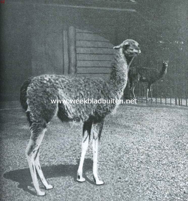 De lama's. Gewone lama (Auchenia Lama Desm) 2