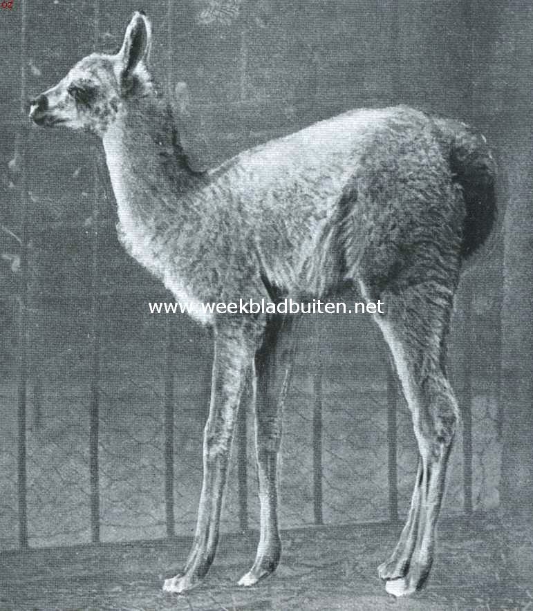 De lama's. Jonge lama