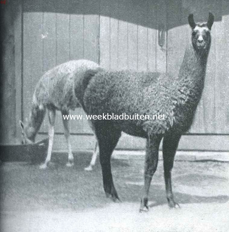 De lama's. Guanaco's of Huanaco's. (Auchenia Huanaco H. Sm.)
