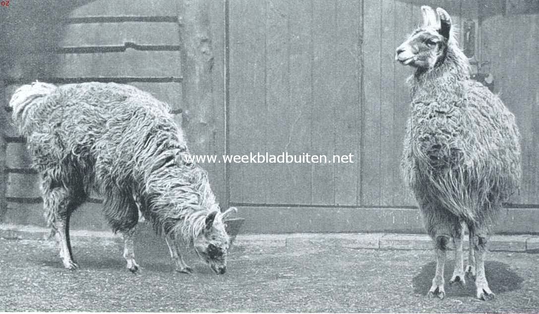 De lama's. Vicunja's (Auchenia Vicunna Gen.)
