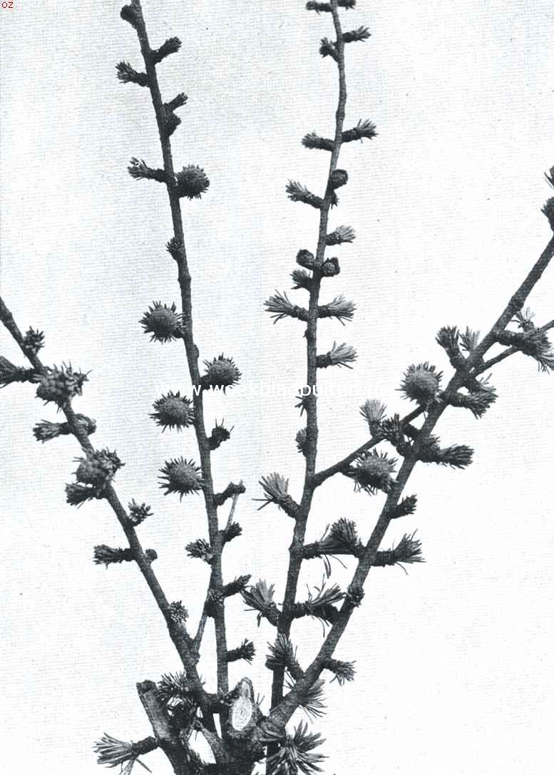 Bloeiende larix-takken