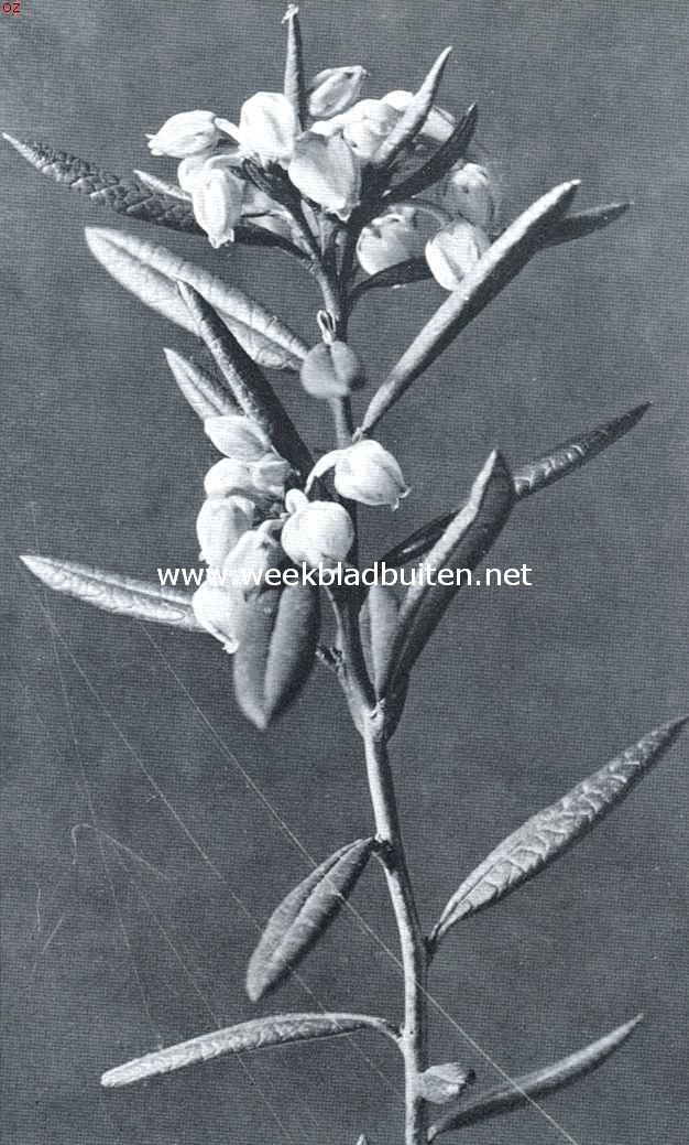Andromeda Polifolia