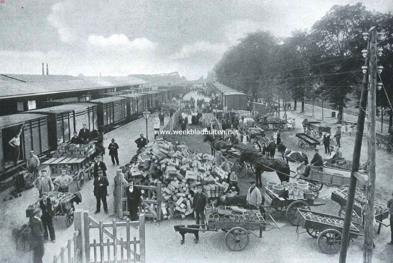 Het transport der aardbeien aan het station te Beverwijk