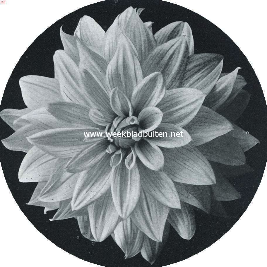 Nieuwe dahlia's. Nieuwe decoratieve Dahlia Warneford