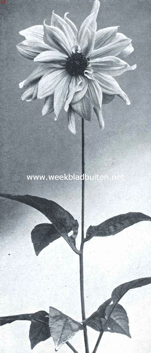 Nieuwe dahlia's. Pioen-Dahlia Orient