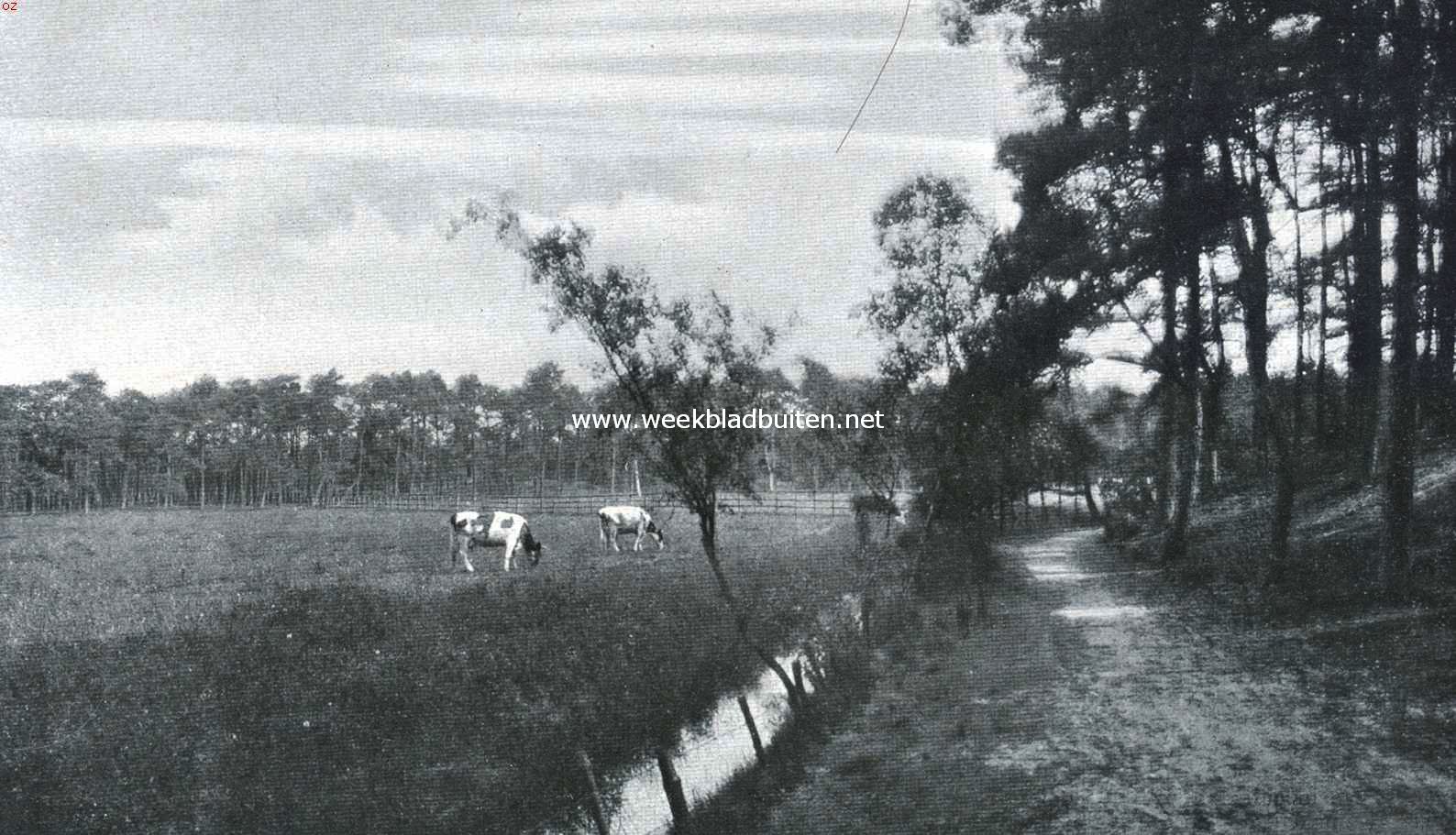 Driebergen-Rijsenburg. Weide in het Rijsenburgsche bosch