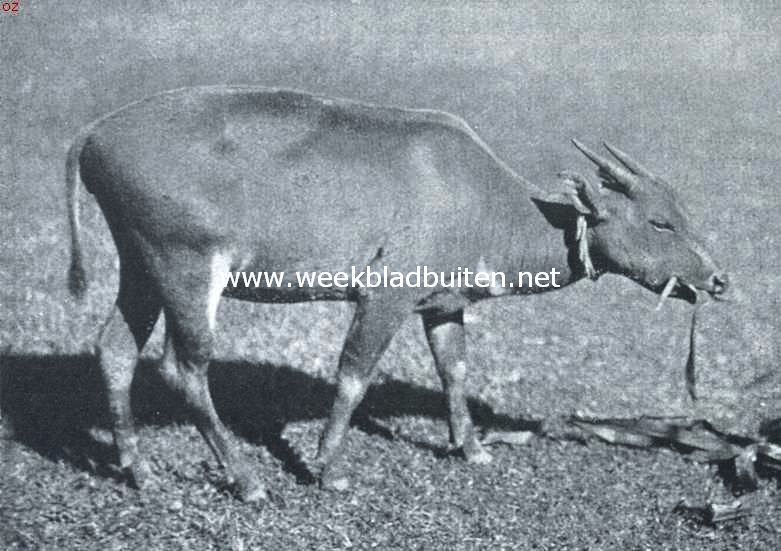 De boschkoe