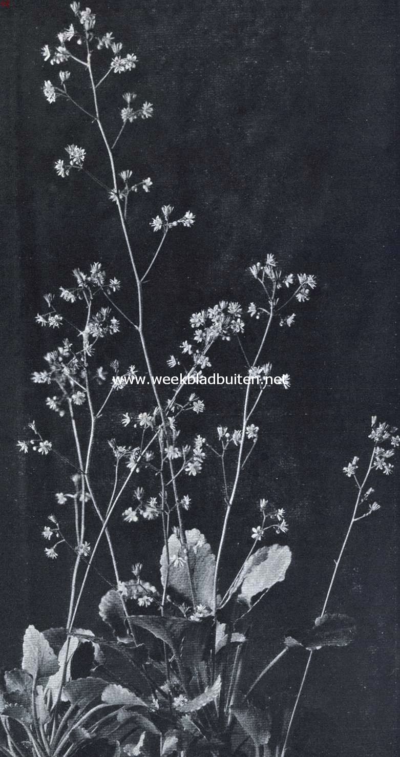 Menniste zusje (Saxifraga Umbrosa)
