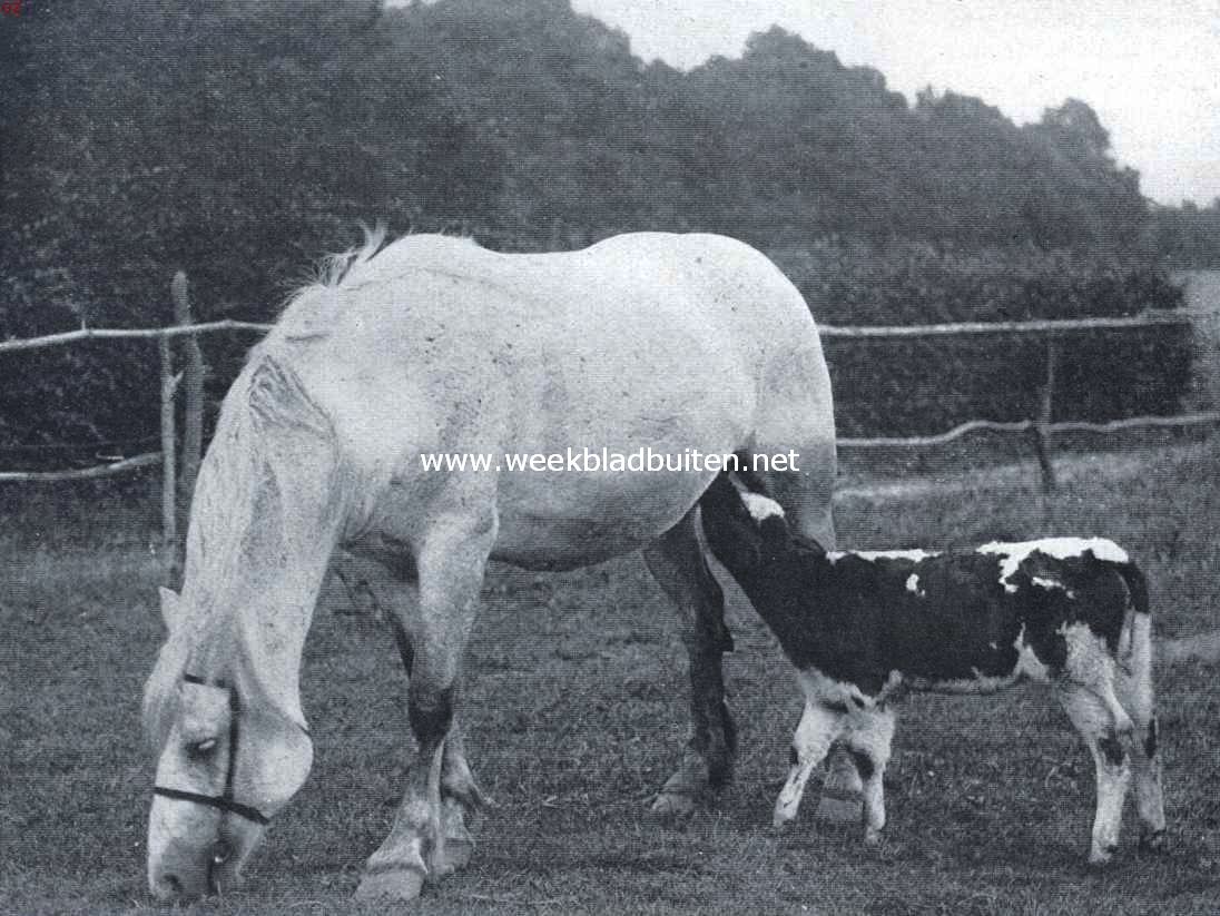 Merrie-paard net kalf