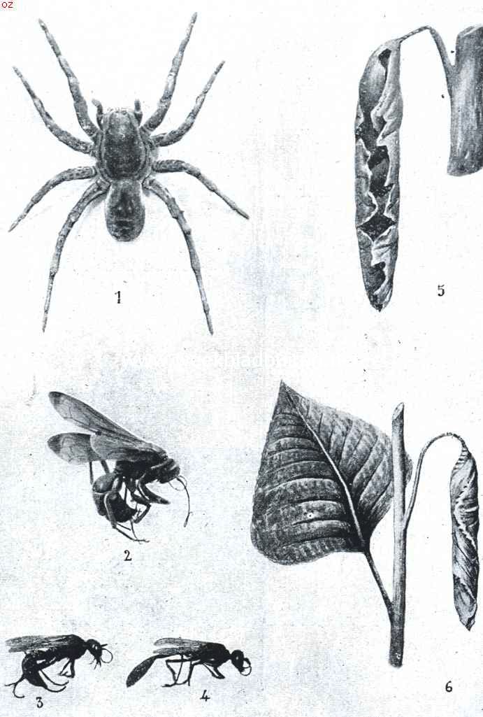 De Geringde Calicurgus. 1. Turantella (Lycosa). 2. Geringde Calicurgus. 3. (ruige ammophila). 4. (ruspsendooder). 5. (koker door den wingerd-roller gemaakt) en b (koker van den populier-kever) behooren bij volgende artikelen