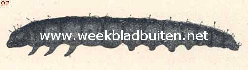 De dennenknoprups