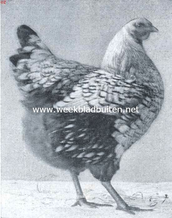 De wyandottes. Jonge zilver wyandotte hen. 1e Prijs Leiden 1917