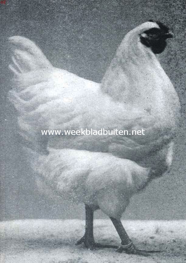 De wyandottes. Jonge witte wyandotte hen. 1e Prijs Utrecht 1916