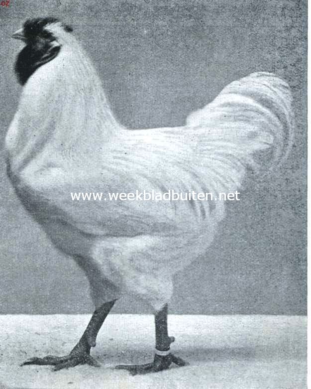 De wyandottes. Jonge witte wyandotte haan. 1e Prijs Utrecht 1916