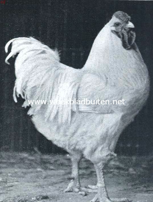De wyandottes. Oude witte wyandotte haan. 1e Prijs Chicago 1912