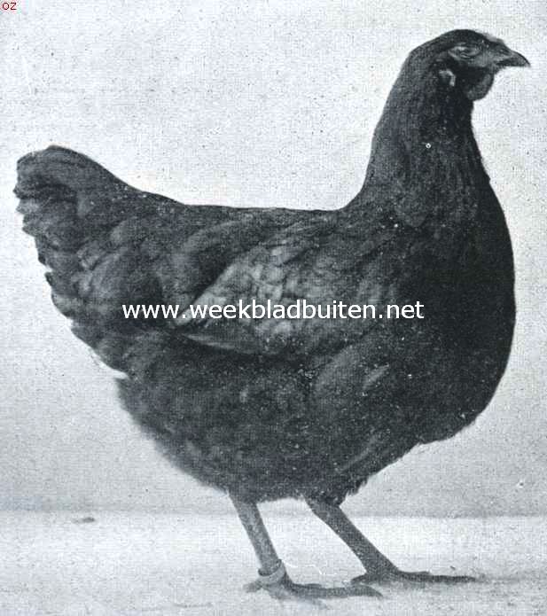 De wyandottes. Jonge zwarte wyandotte hen. 1e Prijs Leiden 1917
