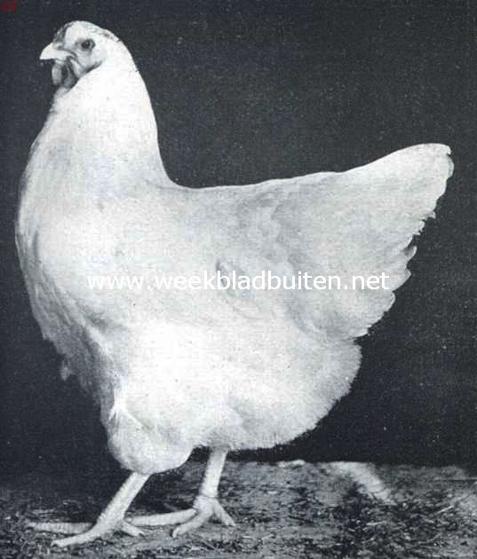 De wyandottes. Oude witte wyandotte hen. 1e Prijs Chicago 1912