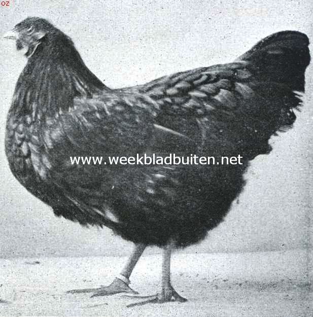 De wyandottes. Goud wyandotte hen. 1e Prijs Leiden 1917