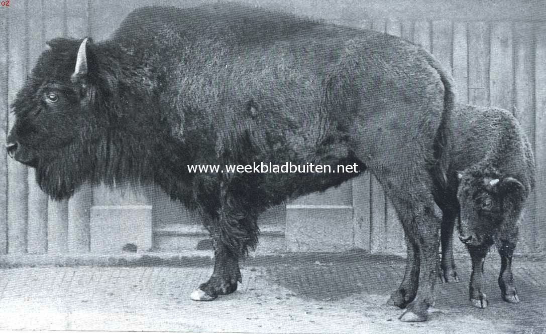 Bij de bison-perken van 