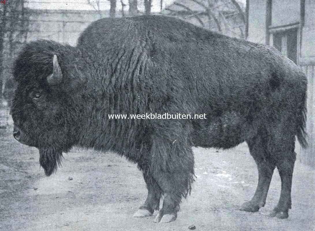 Bij de bison-perken van 