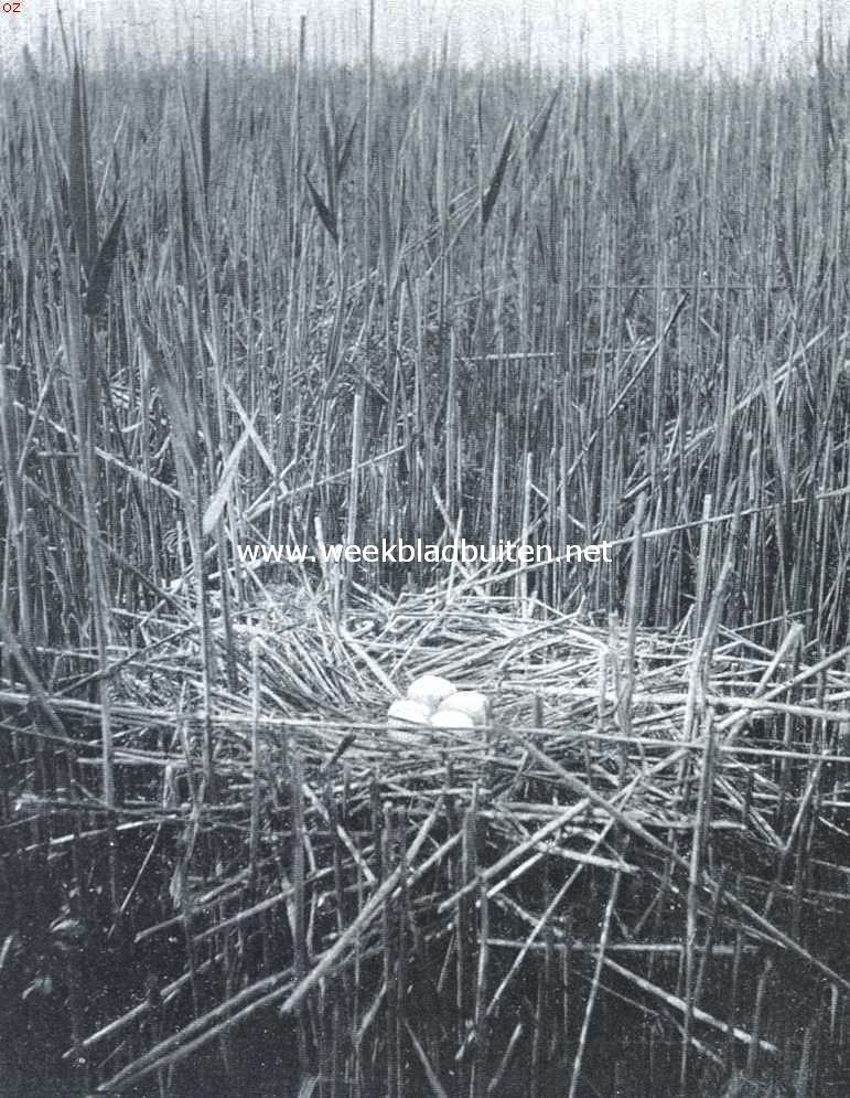 De purperreiger. Nest en eieren van den purperreiger in het rietmoeras