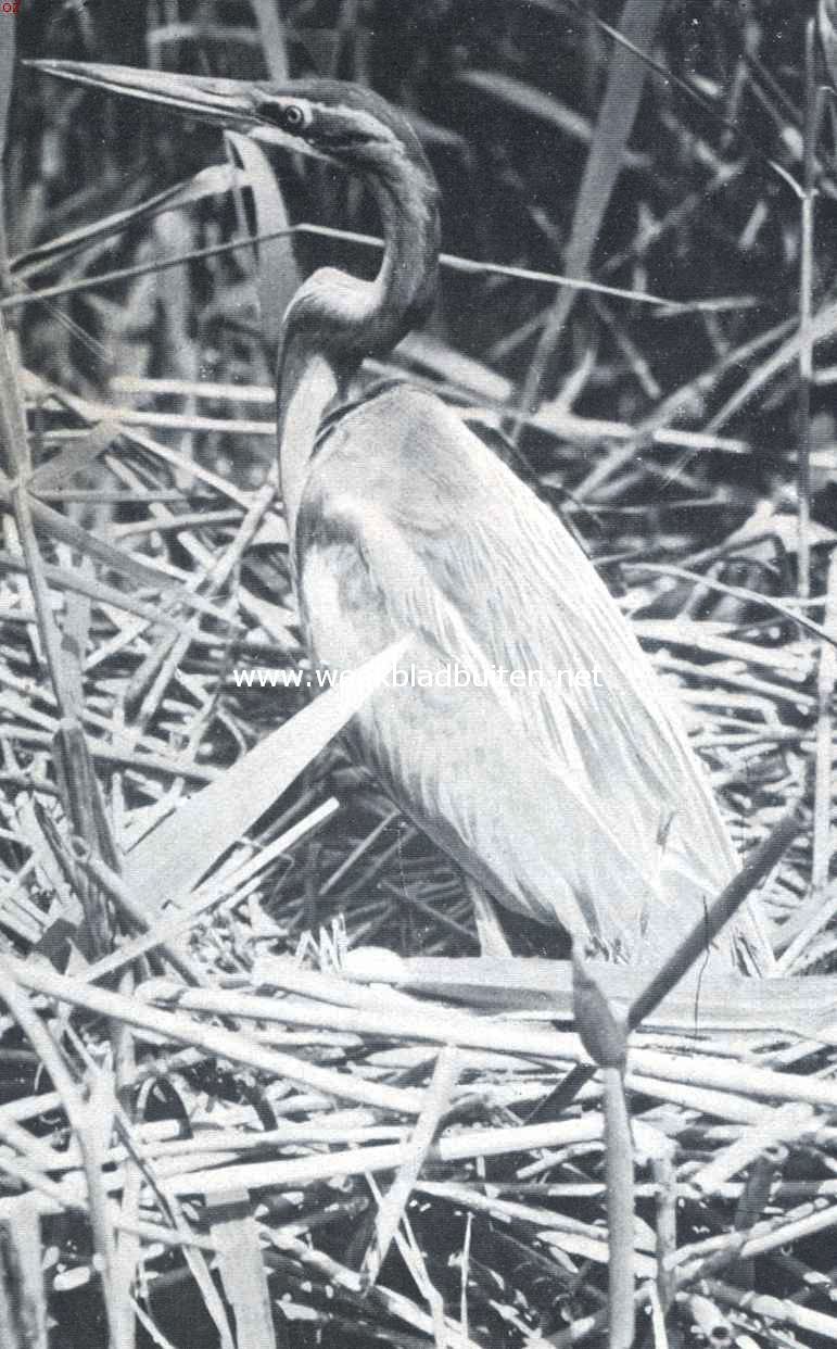 De purperreiger