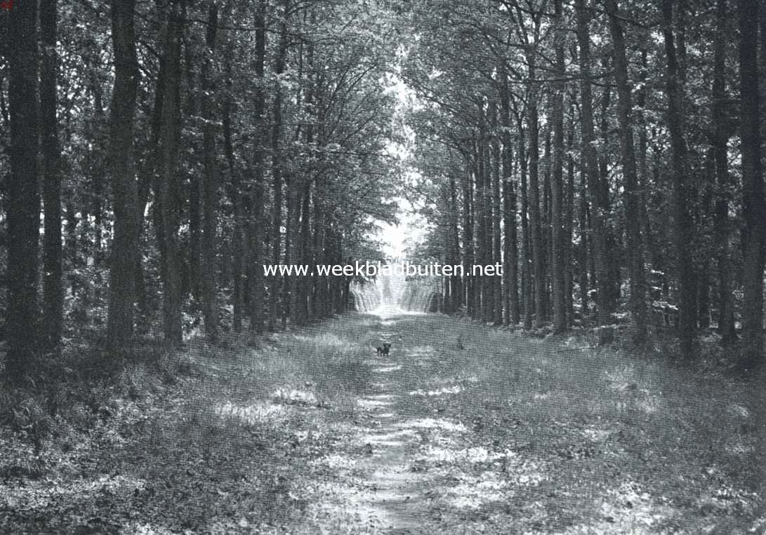 Het Hof te Staverden. Laan op het landgoed