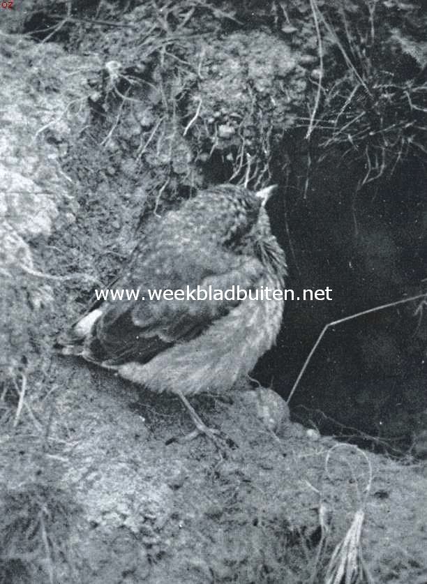 Jong tapuitje aan den ingang van het nest in een konijnenhol