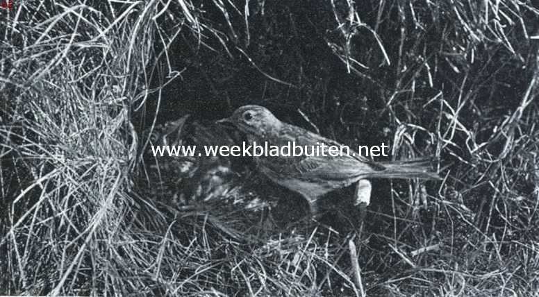 Graspieper in welks nest een jonge koekoek, schreeuwend om voedsel