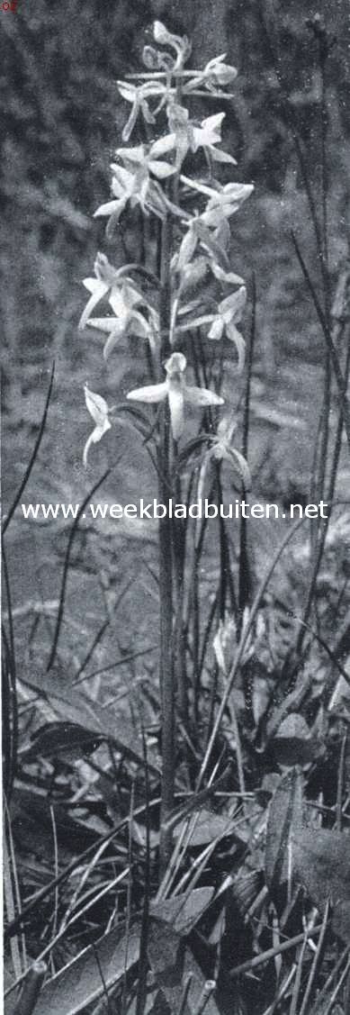 Een aristocraat. Platanthera Bifolia boven het gras