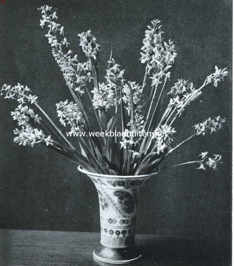 Een aristocraat. Een platanthera-bouquet
