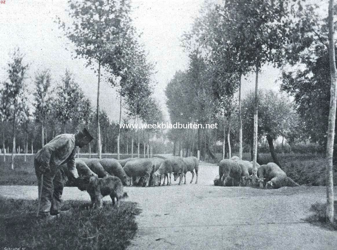 De schaapherder met zijn kudde bij de viersprong