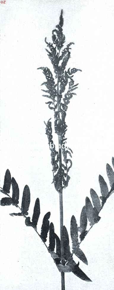 De koningsvaren. De sporenvorming van Osmunda Regalis