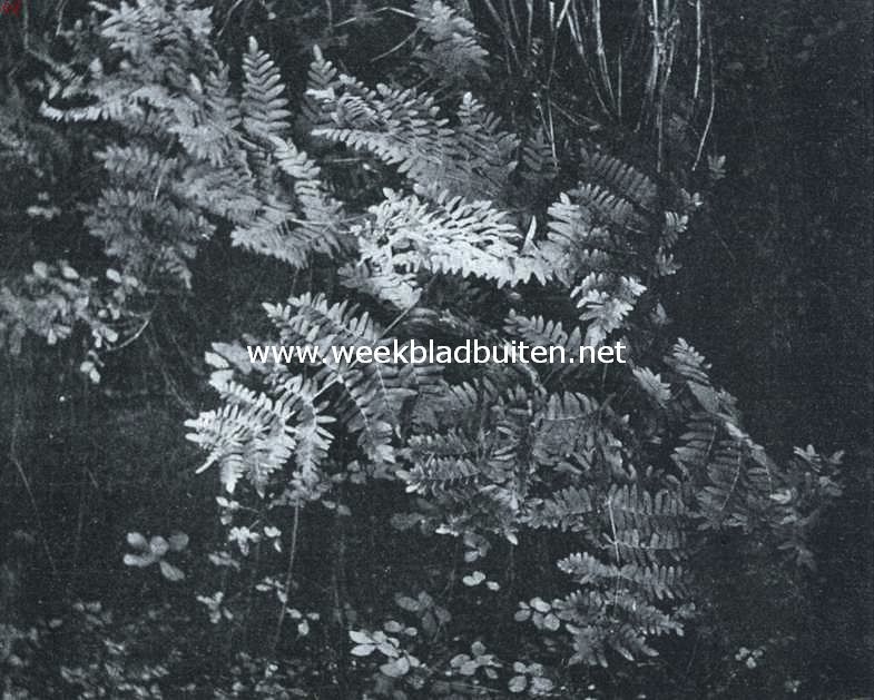 De koningsvaren. (Osmunda Regalis)