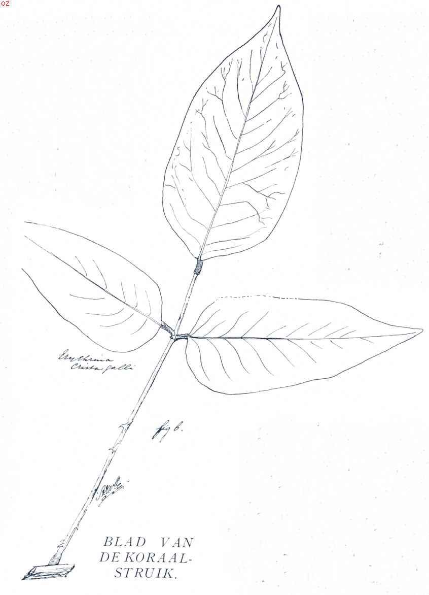 Blad van de koraalstruik