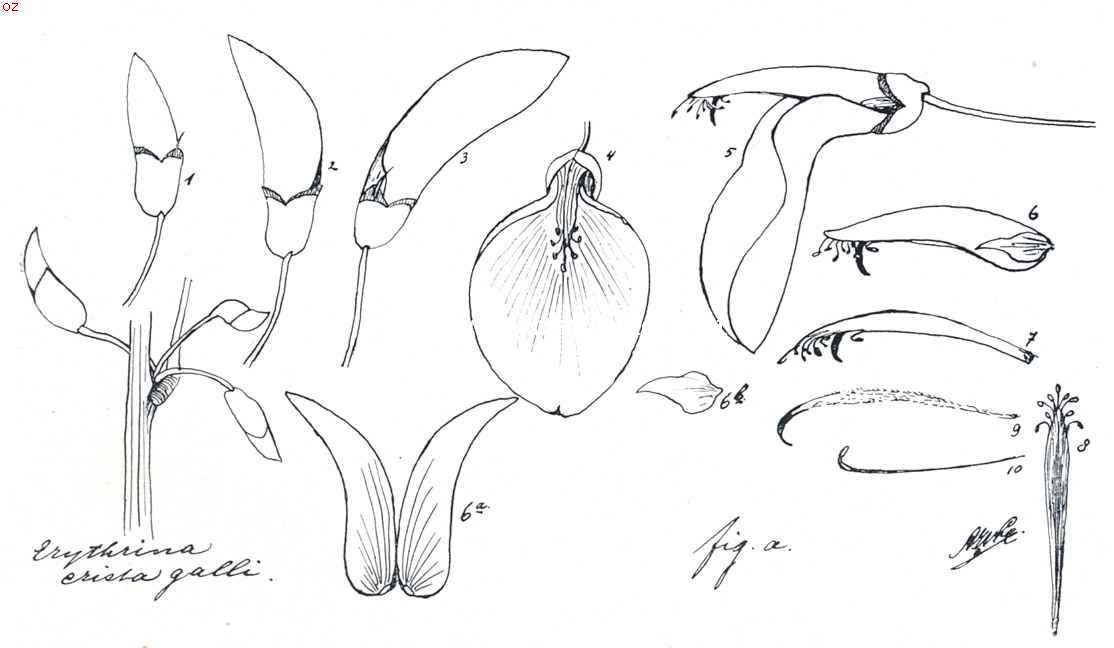 Bloemdeelen van de koraalstruik. 1 bloemknop; 2 en 3 nog gesloten bloemen; 4 bloem van voren gezien; 5 bloem ter zijde gezien; 6 kiel met zwaarden, meeldraden en stamper; 6a kiel opengespleten; 6b zijdelings bloemblaadje, een der zwaaarden; 7 meeldradenkokertje met ingesloten stamper; 8 meeldradenkokertje geopend zonder stamper; 9 stamper; 10 losse korte meeldraad