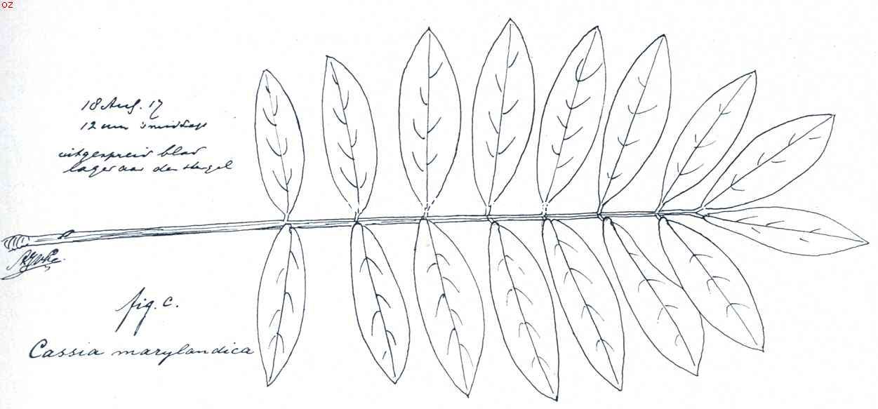 Uitgespreid blad van Cassia Marylandica