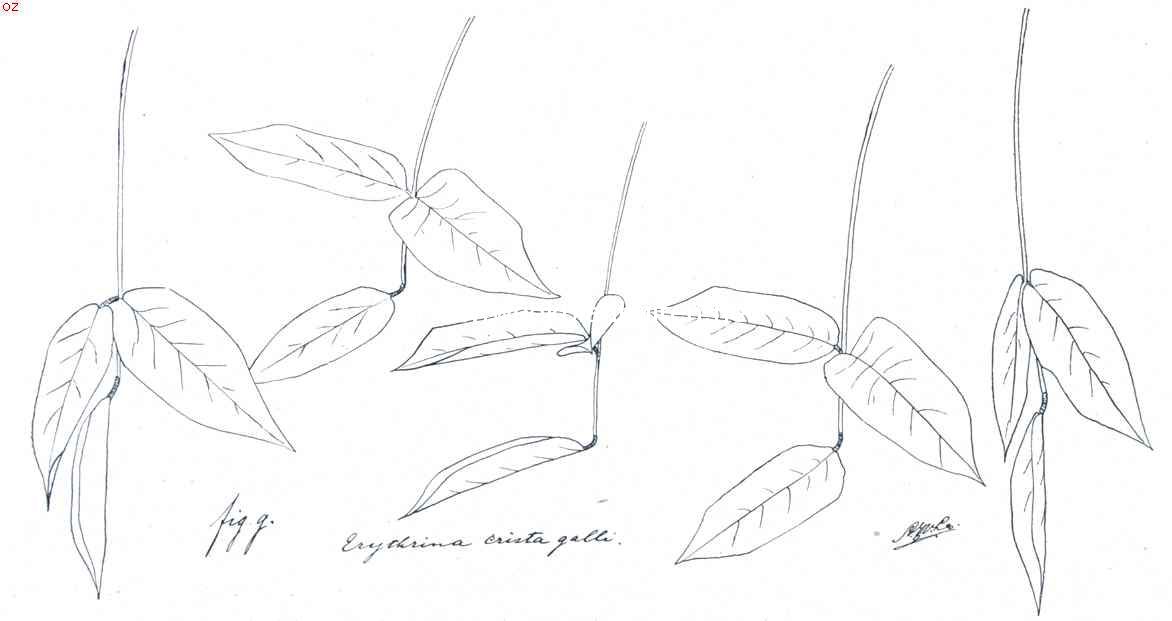 Blad van Erythrina Crista-Galli in verschillende houdingen op den dag en des avonds ('s nachts)