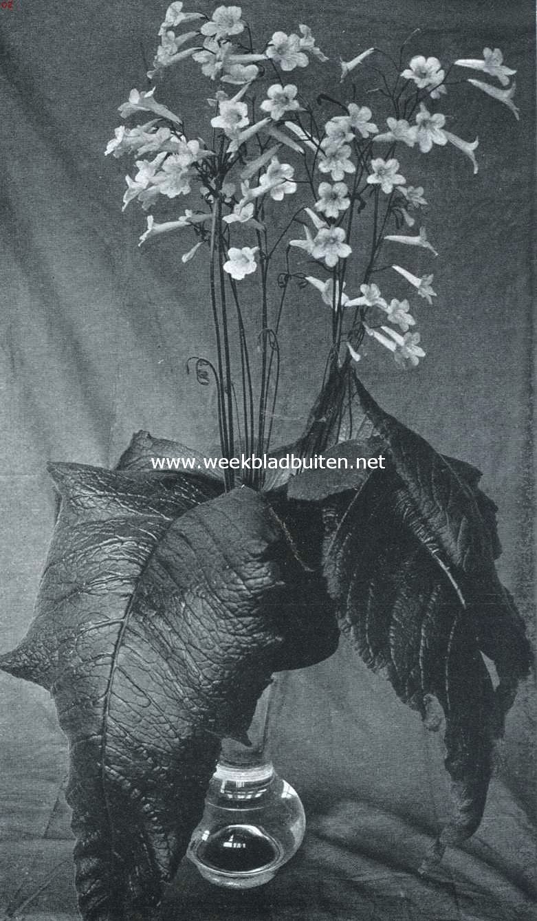 Nieuwe Streptocarpus Hybriden. Streptocarpus Grandis X Streptocarpus Hybridus